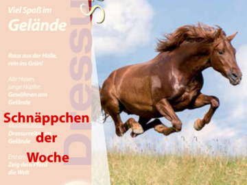 Fuchsfarbenes Pferd auf einer Wiese mit allen Vieren in der Luft