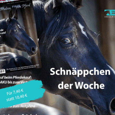 Titelbild unseres Heftes, Pferd schaut über Rücken nach hinten.