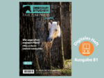 Palomino lugt hinter Baumstamm hervor. Foto: Christiane Slawik