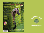 Ein gezäumtes Pferd schaut hinter einer Hecke hervor