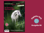 Ein Schimmel steht im Schilf.