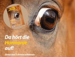 Ängstliches Pferdeauge