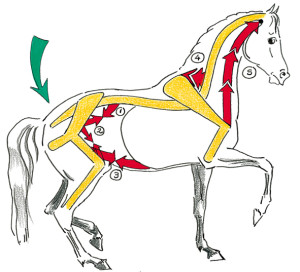 Das Pferd piaffiert hauptsächlich mit den Hanken und der Muskulatur der Unterlinie (Beuger der Hinterhand: 1 Lendenmuskel, 2 Hüftbeuger,  3 Bauchmuskeln. Heber des Halses: 4 gezahnter Halsmuskel. Heber der Vorderbeine: 5 Arm-Kopf-Muskel).  
