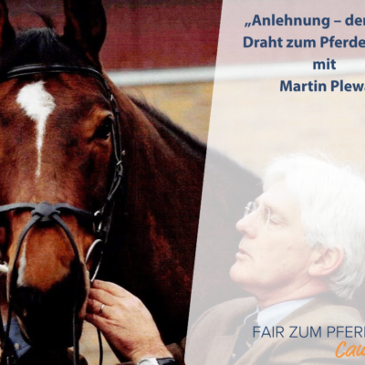 Martin Plewa passt das Reithalfter eines braunen Pferdes an