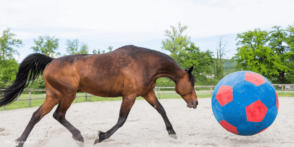 Braunes Pferd läuft spielend einem großen Ball hinterher. Foto von Christiane Slawik