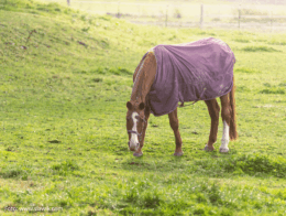 Pferd mit lila Decke steht auf der Weide und grast.