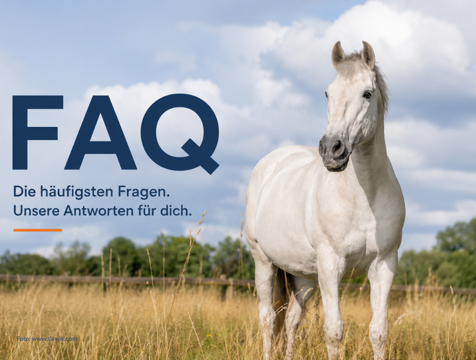 Pferd teht auf der Weide, schaut in die Ferne. Mr.P. im Sommer 2025. Foto: Christiane Slawik