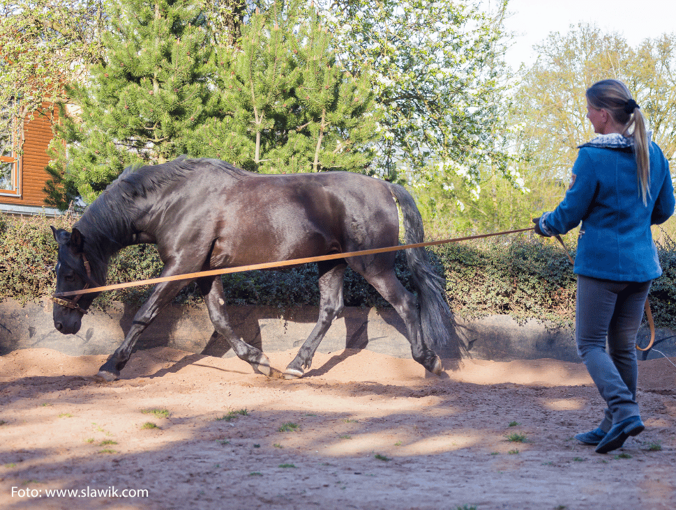 Biomechanik des Longierens: Welche Kräfte auf das Pferd wirken