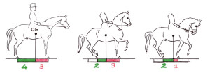Abbildung 6: CG= Schwerpunkt. Je nach Haltung des Pferdes nehmen Vorder- und Hinterhand unterschiedlich viel Last auf. Pferd: 450 kg, Reiter: 75 kg Bild 1:Gewicht auf den Hinterbeinen: 225 kg, d.h. 3/7Gewicht auf den Vorderbeinen: 300 kg, d.h. 4/7  Bild 2: • Verkürzung der Stützbasis von hinten: 2/7		Gewicht auf den Hinterbeinen: 315 kg		Gewicht auf den Vorderbeinen: 210 kg	• 	zusätzlich Aufrichtung des Halses: ca. 20 kg weniger		Gewicht auf den Hinterbeinen: 325 kg		Gewicht auf den Vorderbeinen: 200 kg		Das Pferd ist „auf der Hinterhand“. Bild 3: 	• 	Verkürzung der Stützbasis von vorne: 2/7		Verkürzung der Stützbasis von hinten: 2/7		Gewicht auf den Hinterbeinen: 175 kg		Gewicht auf den Vorderbeinen: 350 kg	• 	zusätzlich Einrollen des Halses: ca. 10 kg mehr		Gewicht auf den Hinterbeinen: 170 kg		Gewicht auf den Vorderbeinen: 355 kg Das Pferd „fällt auf die Vorhand“.  