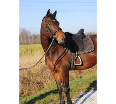 sattlerliste 400×400
