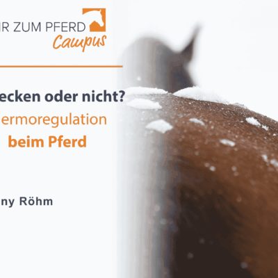 Veranstaltungsplakat mit Titel und Pferd von hinten mit Schnee auf dem Rücken. Foto: slawik.com
