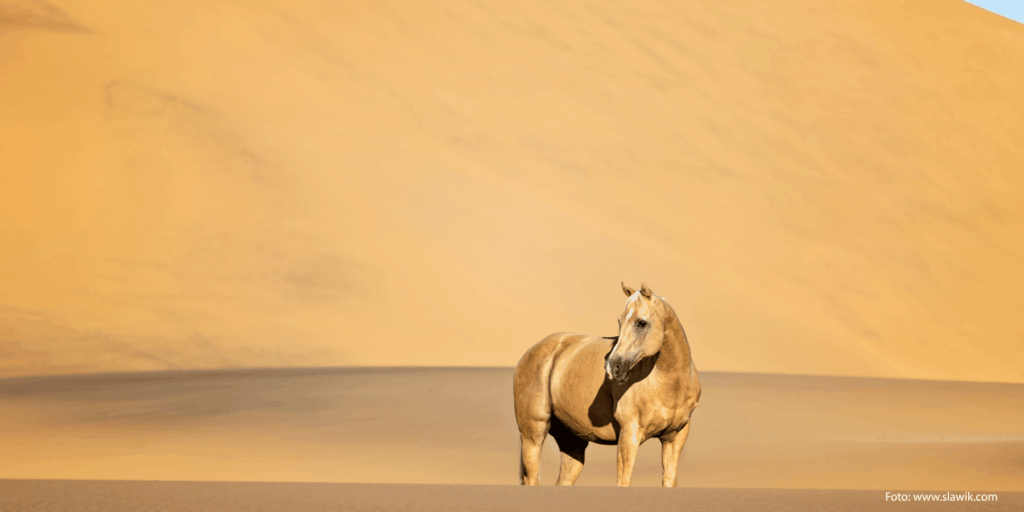 Quartrhorse in der Wüste vor einer großen Düne.